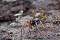 Dysderidae_3931