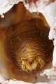Eutichuridae_0052