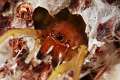 Eutichuridae_0053