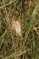 Eutichuridae_0286
