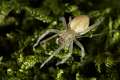 Eutichuridae_0352