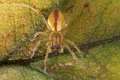 Eutichuridae_0380
