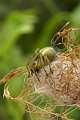 Eutichuridae_0411