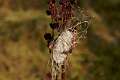 Eutichuridae_1412