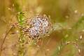 Eutichuridae_3536