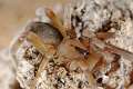 Filistatidae_0024