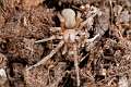 Filistatidae_3432