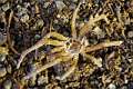 Filistatidae_4377