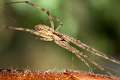 Filistatidae_8815
