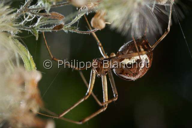 Linyphiidae_9872.JPG - France, Araneae, Linyphiidae, Araignée à baldaquin ou Linyphie (Linyphia triangularis), femelle, 6 mm, Common hammock-weaver or European hammock spider