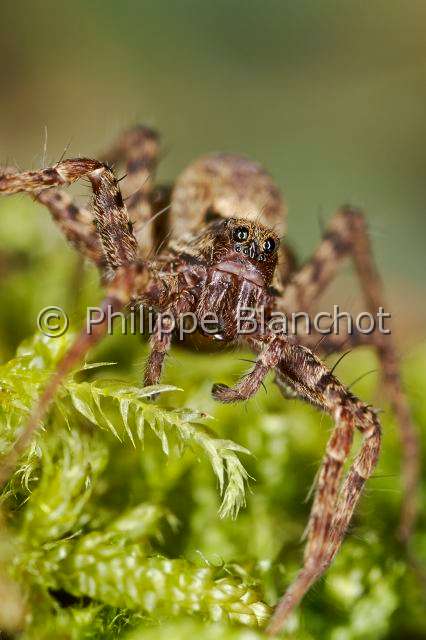Lycosidae_8469.JPG - France, Araneae, Lycosidae, Lycose ou Araignée-loup (Pardosa lugubris)//France, Araneae, Lycosidae, Wolf spider, in "Portraits d'araignées" de Christine Rollard et Philippe Blanchot, ed. Quae