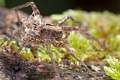Lycosidae_8664
