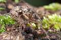 Lycosidae_8671