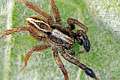 Lycosidae_alopecosa-2