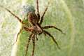 Lycosidae_pardosa-lugubris