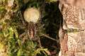 Lycosidae_pardosa