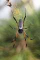 Nephilidae_0053