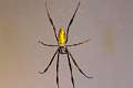 Nephilidae_4115