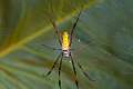 Nephilidae_4120