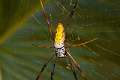 Nephilidae_4131