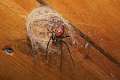 Nephilidae_9611