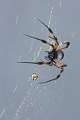 Nephilidae_9626