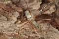 Pholcidae_1191