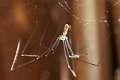 Pholcidae_4485