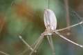 Pholcidae_4591