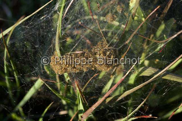 Pisauridae_0051.JPG - France, Morbihan (56), Araneae, Pisauridae, Araignée, Dolomède des marais (Dolomedes fimbriatus), jeunes araignées dans la toile pouponnière à côté d'une ossifrage ou Narthécie des marais, Great Raft spider, young spiders in the nursery web near a Bog or Bastard asphodel