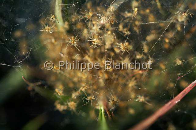 Pisauridae_0084.JPG - France, Morbihan (56), Araneae, Pisauridae, Araignée, Dolomède des marais (Dolomedes fimbriatus), jeunes araignées dans la toile pouponnière à côté d'une ossifrage ou Narthécie des marais, Great Raft spider, young spiders in the nursery web near a Bog or Bastard asphodel