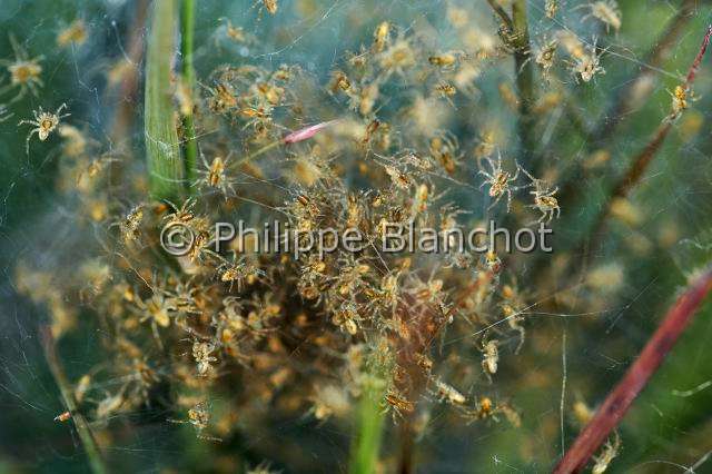 Pisauridae_0092.JPG - France, Morbihan (56), Araneae, Pisauridae, Araignée, Dolomède des marais (Dolomedes fimbriatus), jeunes araignées dans la toile pouponnière à côté d'une ossifrage ou Narthécie des marais, Great Raft spider, young spiders in the nursery web near a Bog or Bastard asphodel