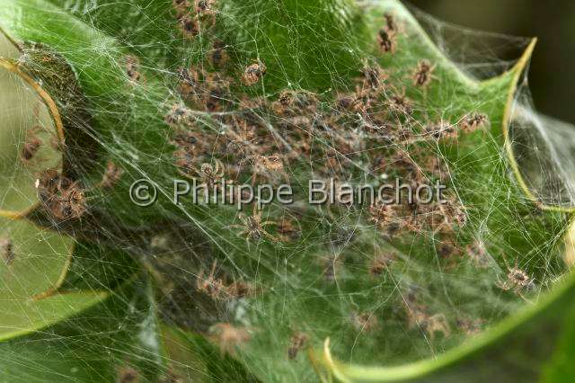Pisauridae_0128.JPG - France, Morbihan (56), Araneae, Pisauridae, Pisaure admirable (Pisaura mirabilis), bébés araignées dans la toile pouponnière, Young spiders of Nursery web spider