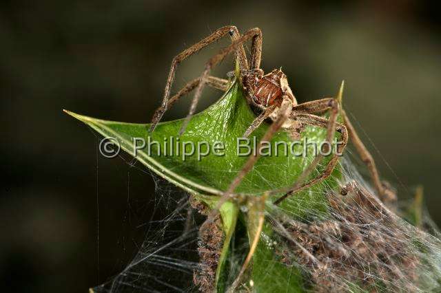 Pisauridae_0145.JPG - France, Araneae, Pisauridae, Araignée, Pisaure admirable (Pisaura mirabilis), femelle protégeant ses bébés sur la toile pouponnière, female of Nursery web spider protecting its babies on the nursery web