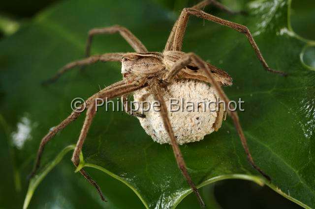 Pisauridae_1399-1.JPG - France, Araneae, Pisauridae, Araignée, Pisaure admirable (Pisaura mirabilis), femelle portant son cocon/France, Araneae, Pisauridae, female of Nursery web spider carrying its cocoon
