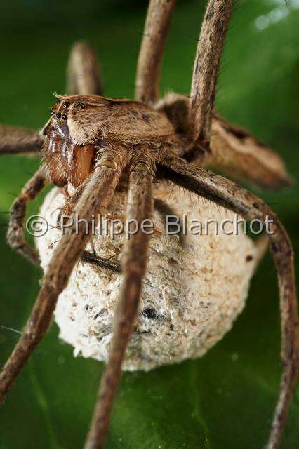 Pisauridae_1404-1.JPG - France, Araneae, Pisauridae, Araignée, Pisaure admirable (Pisaura mirabilis), femelle portant son cocon/France, Araneae, Pisauridae, female of Nursery web spider carrying its cocoon