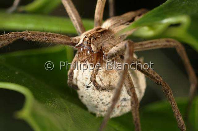 Pisauridae_1439-1.JPG - France, Araneae, Pisauridae, Araignée, Pisaure admirable (Pisaura mirabilis), femelle portant son cocon, Nursery web spider, in "Portraits d'araignées" de Christine Rollard et Philippe Blanchot, ed. Quae
