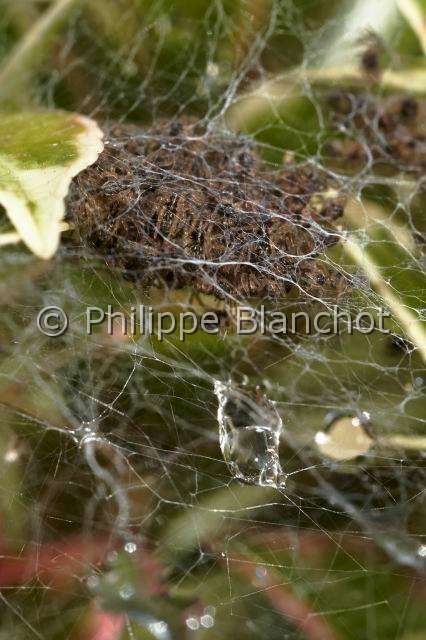 Pisauridae_1490-1.JPG - France, Morbihan (56), Araneae, Pisauridae, Pisaure admirable (Pisaura mirabilis), bébés araignées dans la toile pouponnière, Young spiders of Nursery web spider
