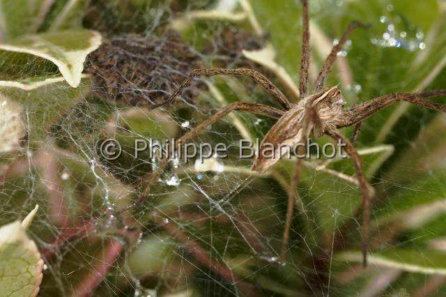 Pisauridae_1497.JPG - France, Araneae, Pisauridae, Araignée, Pisaure admirable (Pisaura mirabilis), femelle protégeant ses bébés sur la toile pouponnière, female of Nursery web spider protecting its babies on the nursery web