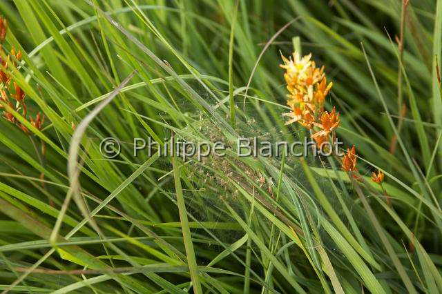 Pisauridae_2024.JPG - France, Morbihan (56), Araneae, Pisauridae, Araignée, Dolomède des marais (Dolomedes fimbriatus), jeunes araignées dans la toile pouponnière à côté d'une ossifrage ou Narthécie des marais, Great Raft spider, young spiders in the nursery web near a Bog or Bastard asphodel