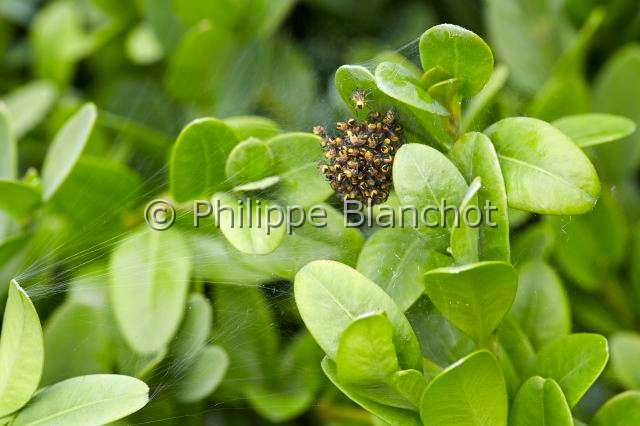 Pisauridae_3360.JPG - France, Morbihan (56), Araneae, Pisauridae, Pisaure admirable (Pisaura mirabilis), bébés araignées dans la toile pouponnière, Young spiders of Nursery web spider, in "Portraits d'araignées" de Christine Rollard et Philippe Blanchot, ed. Quae