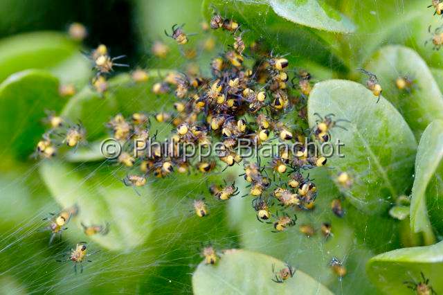 Pisauridae_3380.JPG - France, Morbihan (56), Araneae, Pisauridae, Pisaure admirable (Pisaura mirabilis), bébés araignées dans la toile pouponnière, Young spiders of Nursery web spider, in "Portraits d'araignées" de Christine Rollard et Philippe Blanchot, ed. Quae
