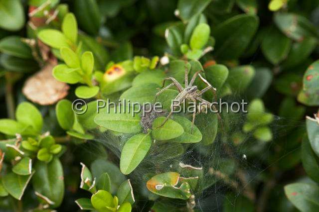 Pisauridae_4901.JPG - France, Araneae, Pisauridae, Araignée, Pisaure admirable (Pisaura mirabilis), femelle protégeant ses bébés sur la toile pouponnière, female of Nursery web spider protecting its babies on the nursery web