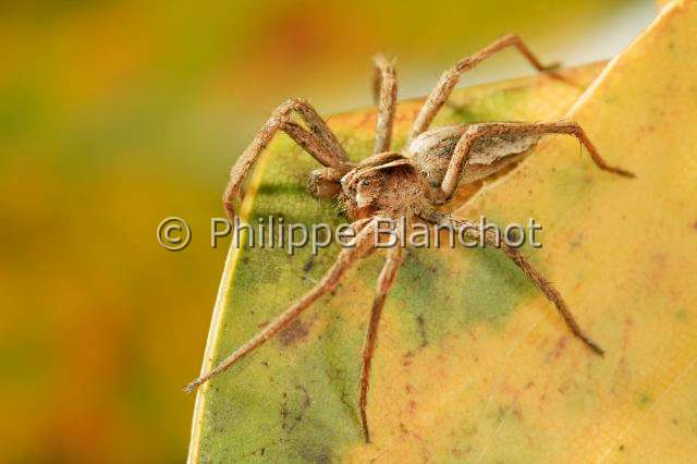 Pisauridae_pisaura-1.JPG - France, Araneae, Pisauridae, Pisaure admirable (Pisaura mirabilis)/, Nursery web spider