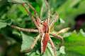 Pisauridae-pisaura_4