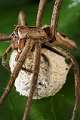 Pisauridae_1404-1