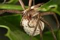 Pisauridae_1439-1