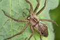 Pisauridae_9772
