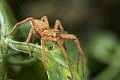 Pisauridae_9955