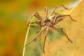 Pisauridae_pisaura-1